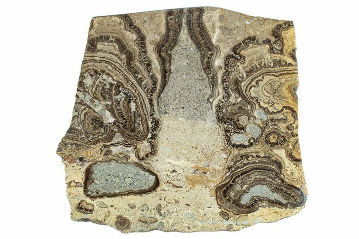 Devonian Stromatolite Slab - Orkney, Scotland #281624